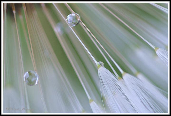 Assigned In Class G By Patricia Brundage For Dew Drops NOV-2020.jpg